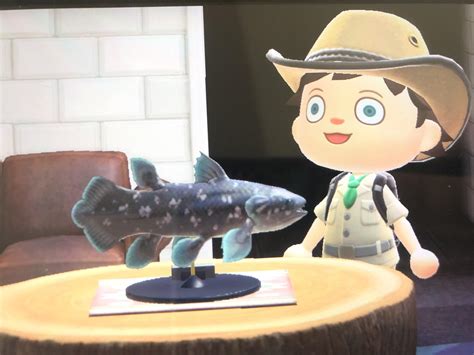 Coelacanth model (New Horizons) .